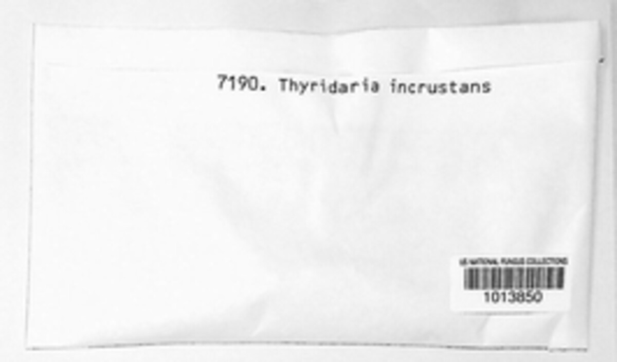 Thyridaria broussonetiae image